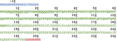 Prion Amyloid Polymorphs – The Tag Might Change It All